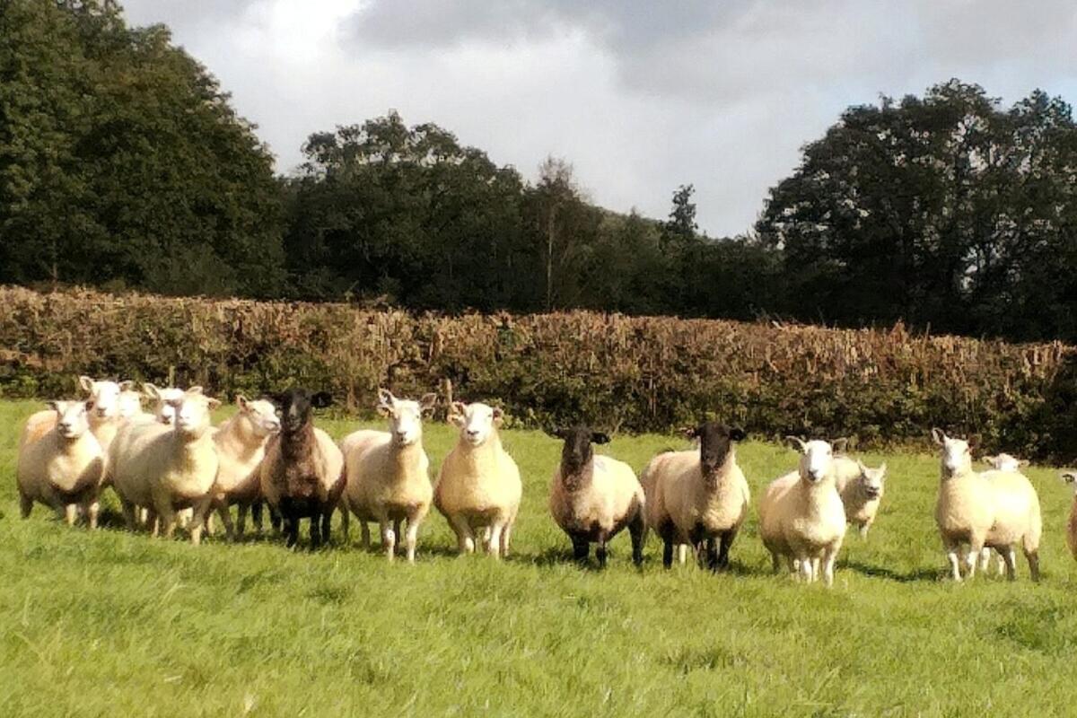 Lobhill Farmhouse Bed And Breakfast And Self Catering Accommodation Okehampton Quarto foto