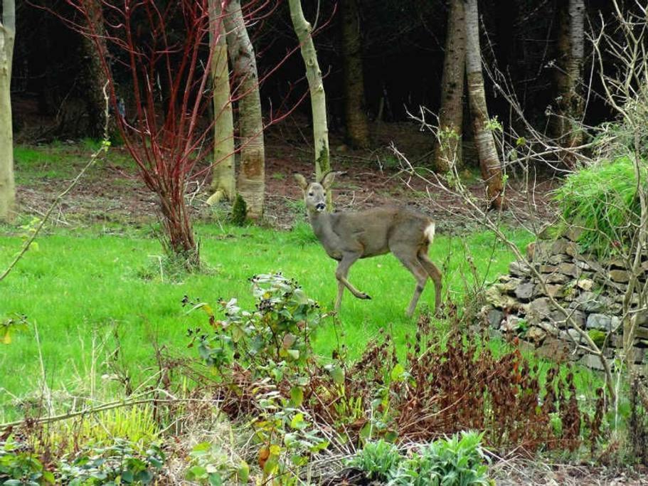 Lobhill Farmhouse Bed And Breakfast And Self Catering Accommodation Okehampton Quarto foto