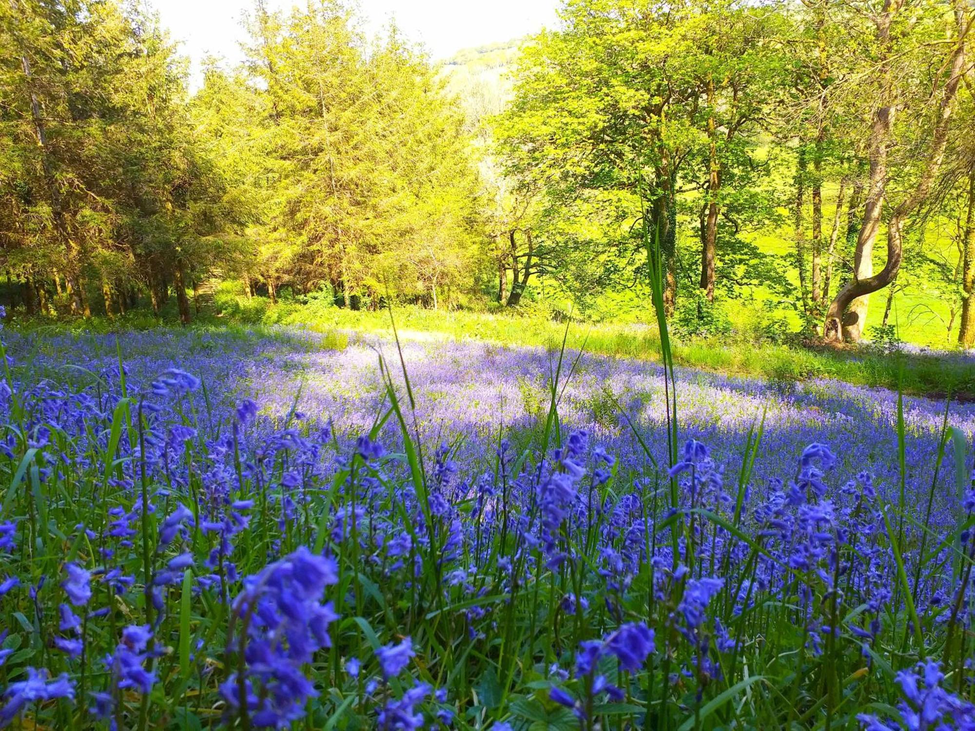 Lobhill Farmhouse Bed And Breakfast And Self Catering Accommodation Okehampton Exterior foto